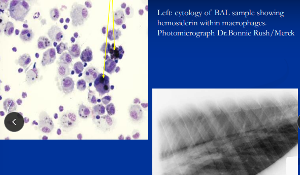 <ul><li><p><span style="color: rgb(136, 136, 136);"><strong>Et:</strong></span> <u>hemorrhage from dorsal lungs during max exertion&nbsp;</u></p></li><li><p><span style="color: rgb(136, 136, 136);"><strong>Sig</strong></span><strong>:</strong> <u>racehorses</u></p></li><li><p><span style="color: rgb(136, 136, 136);"><strong>Dt: </strong></span><u>Endoscopy</u> w/in 45 min post-exertion, BAL cytology w/ <u>hemosiderin-laden macrophages</u></p></li><li><p><span style="color: rgb(136, 136, 136);"><strong>Tx: </strong></span><u>furosemide, nosebands</u></p></li></ul><p></p>