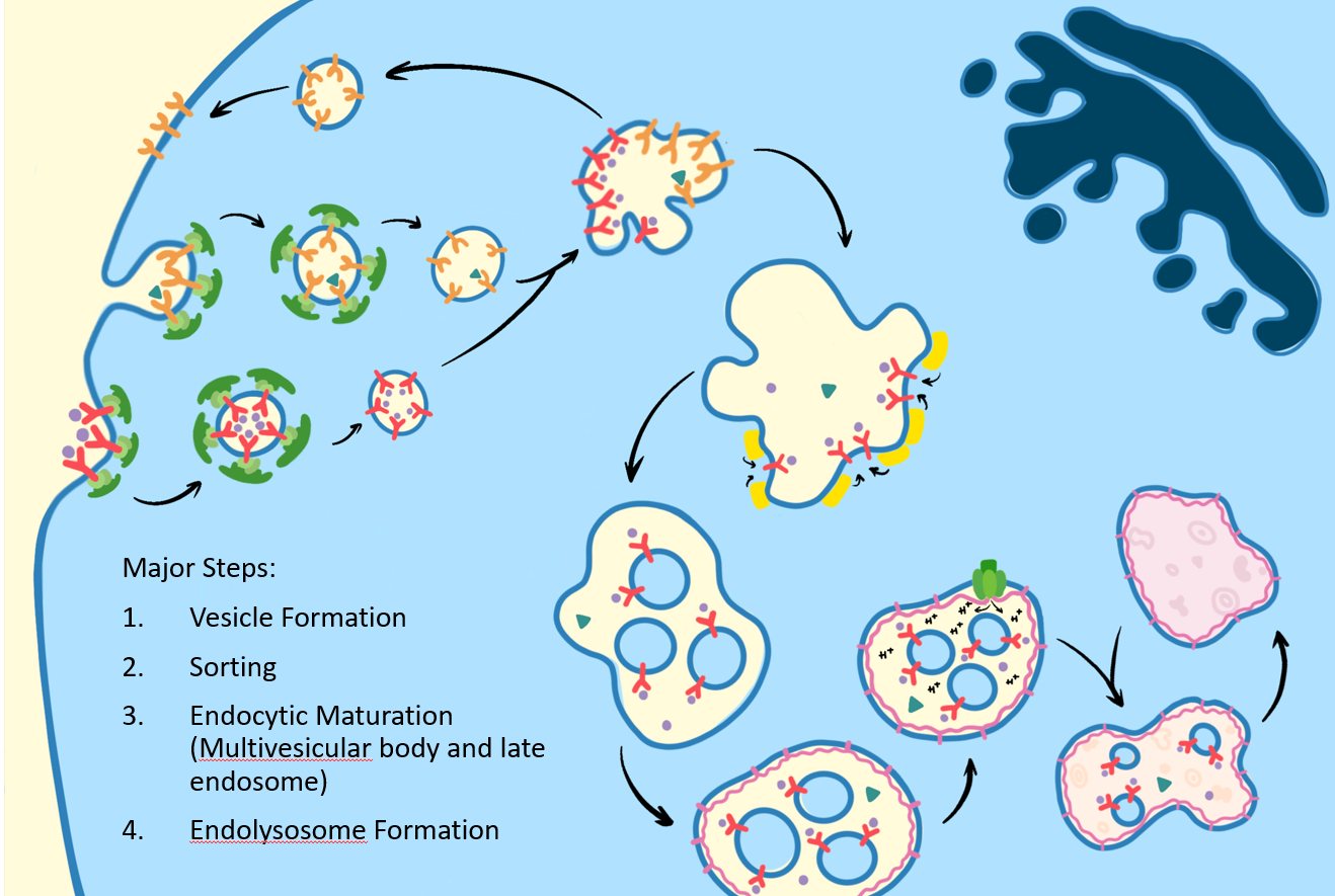 
1. Vesicle formation
2. Sorting
3. Endocytic Maturation
4. Endolysosome Formation