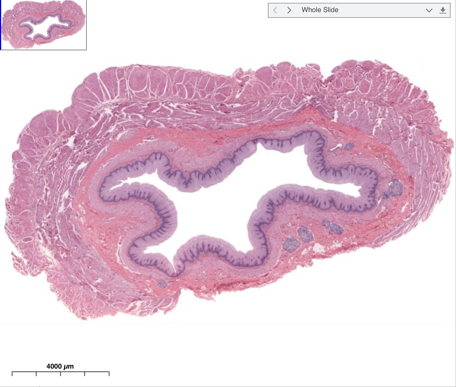 <p>What is this cross section</p>
