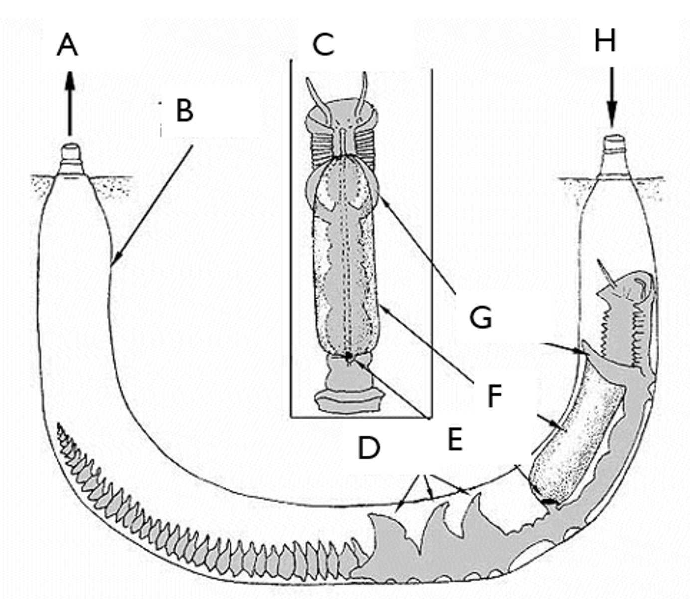<p>- Type of eating used by burrowed worms or "Inkeeper Worms"</p><p>- Modified parapodia has this, which traps food</p><p>- When full, the worm wraps this up and swallows it</p>
