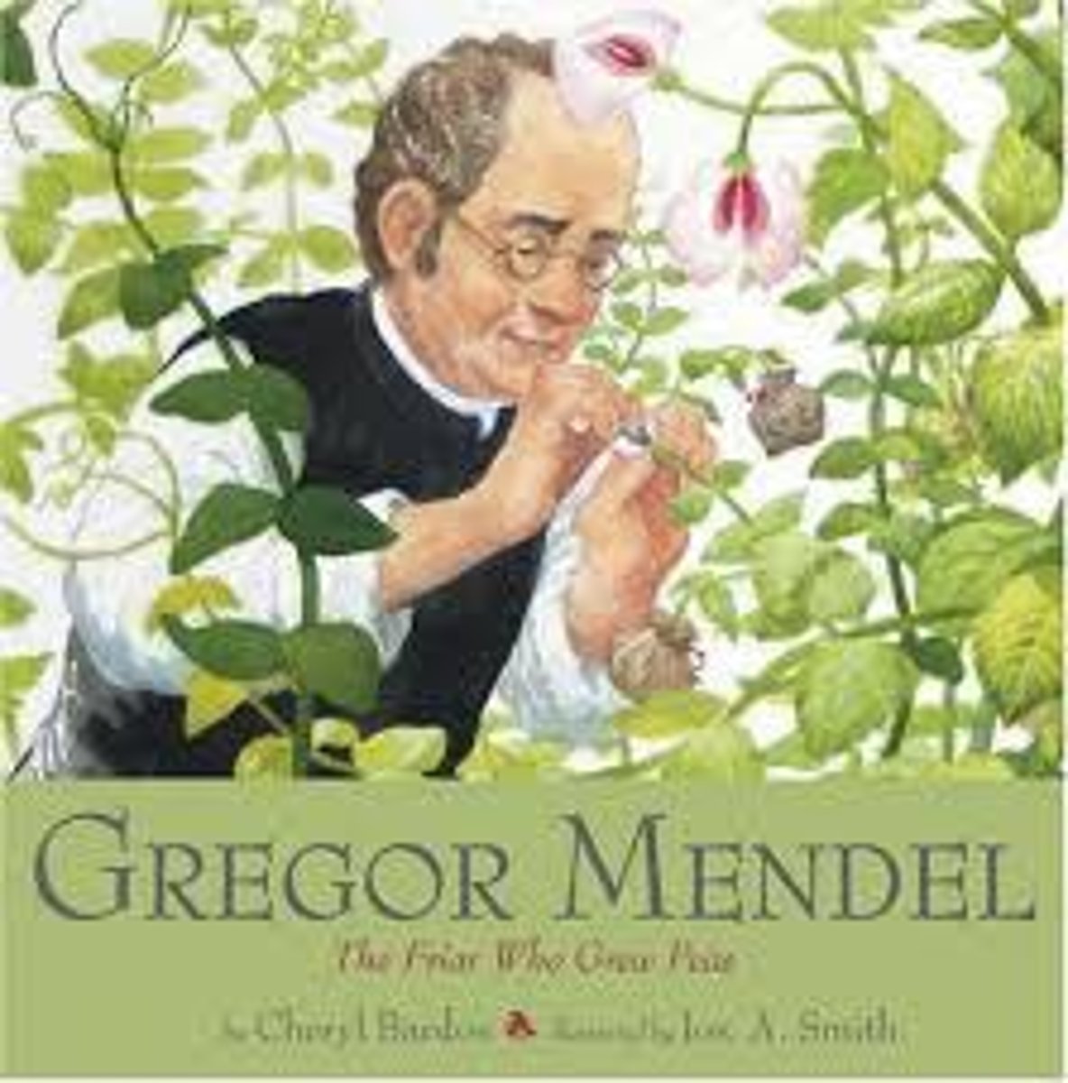 <p>Laws of inheritance; pea plant experiments.</p>