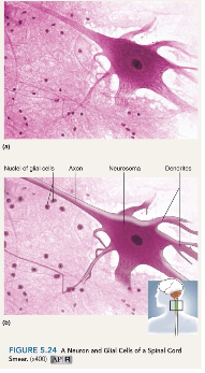 <p>neurons (nerve cells)</p><p>- integration of stimuli</p><p>neuroglia (glial)</p><p>- protect and assist neurons</p>