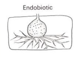 <p>sporangium produced inside of host cell</p>