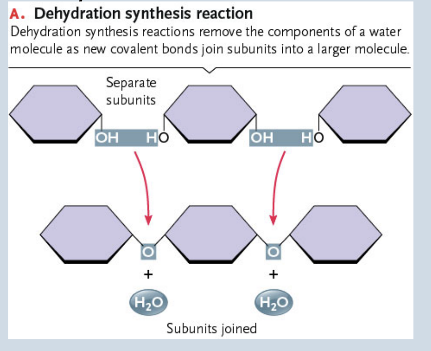 <p>Dehydration synthesis</p>