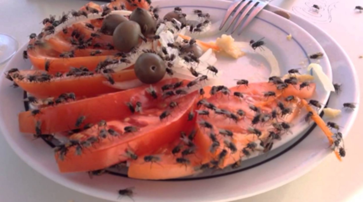 <p>An organism responds to a chemical by moving towards it.</p><p>example: male cockroach pheromones attract females</p>