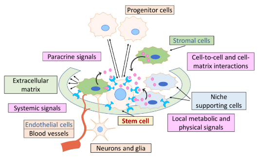 <p>Extrinsic microenvironment that supports and regulate stem cell behaviour within tissues</p><p></p><p><strong>Stromal cells (not stem cells, just supporting cells):</strong></p><p>-structural <strong>support</strong></p><p>-growth factor production</p><p>-signalling molecules influencing the stemness of cells</p><p></p><p><strong>Cell-to-cell interactions:</strong></p><p>-contact between adult stem cells and neighbours to regulate cell fate</p><p></p><p><strong>Cell-to-ECM (extracellular matrix) interactions:</strong></p><p>physical and biochemical cues to guide proliferation and differentiation</p><p></p><p>Extrinsic microenvironment that supports and regulate stem cell behaviour within tissues</p><p></p><p><strong>Functions:</strong></p><p>-usually quiescent (dormant)</p><p>-cells usually kept at G0 unless stimuli are presesnt for proliferation and/or differentiation</p><p>-maintain stem cells self-renewal</p><p>-control differentiation</p>