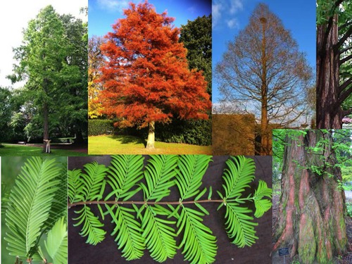 CUPRESSACEAE (cypress family)
-large deciduous gymnosperm
-soft linear, needlelike opposite leaves 
-slightly orange bark when it flakes off
-cones look like they have lips on them
-more upright branching pattern (45 degrees) than bald cypress