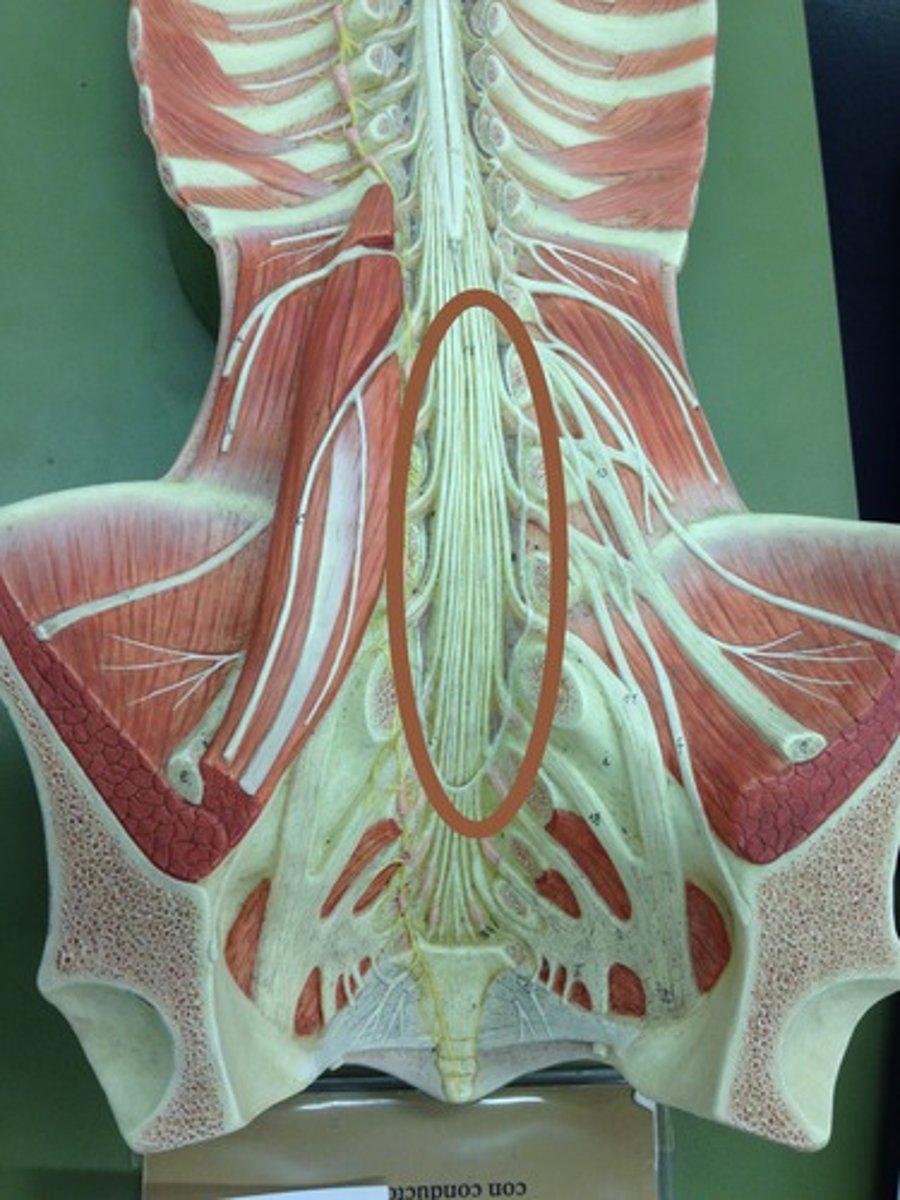 <p>collection of spinal nerves below the end of the spinal cord</p>