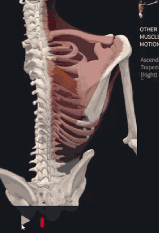 <p>O -Processes of C7 and T1 I -into base of spine of scapula PA -Scapula retraction</p>