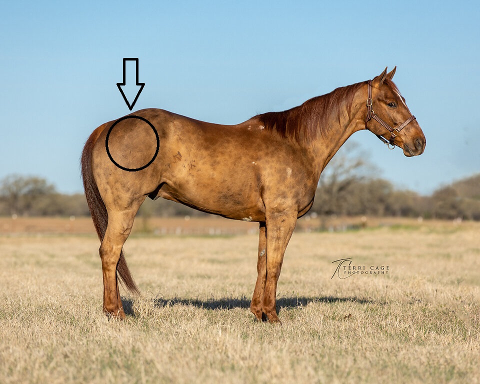 <p>What type of injection is given in the gluteal/hip region and why?</p>