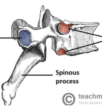<p>which color is costal facet for tubercle of rib(small bump on rib) </p>