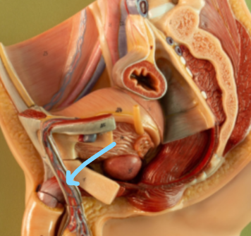 <p>Spermatic cord</p>
