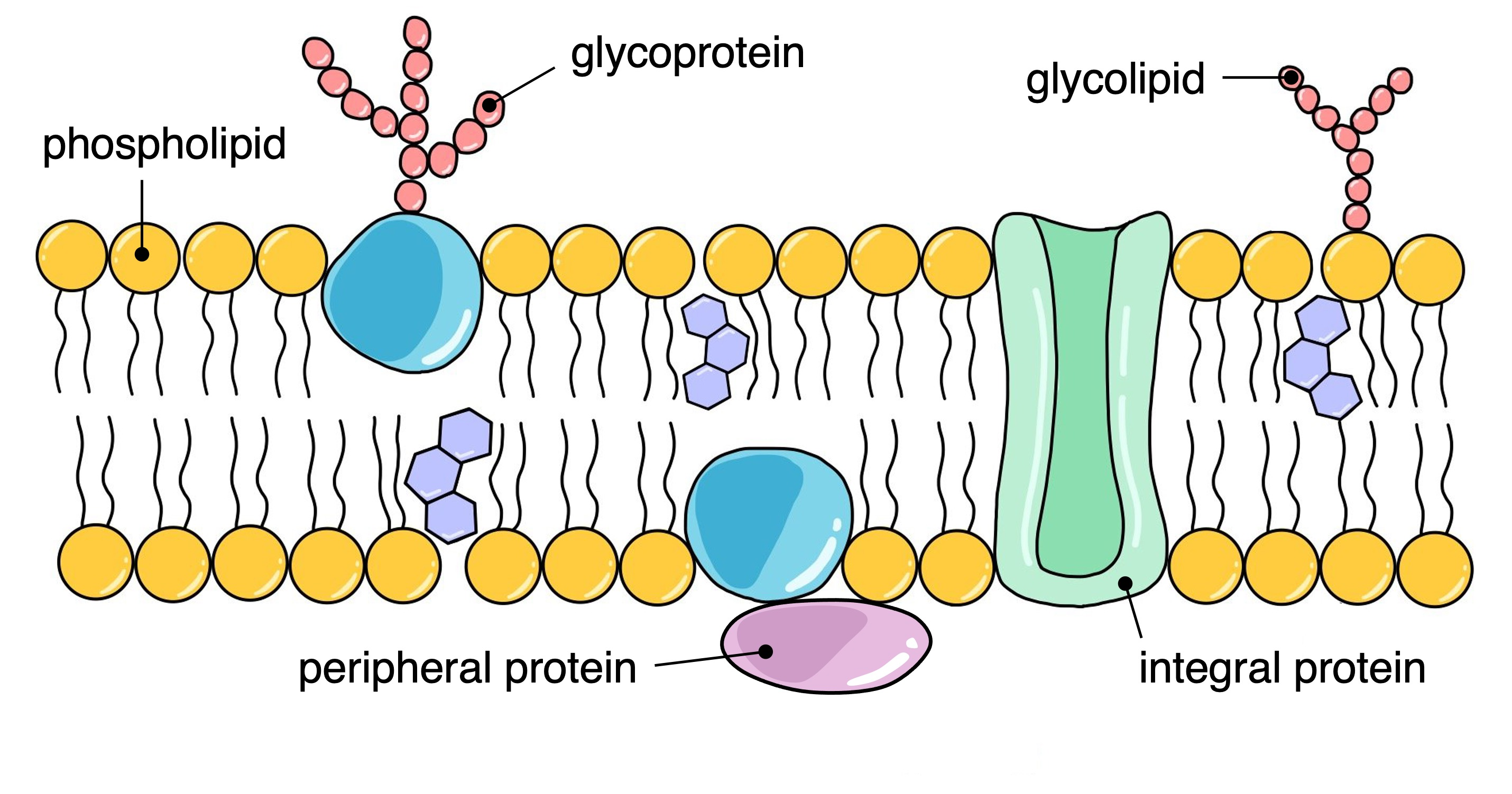 <p><strong>Phospholipids</strong> – Form the bilayer, creating hydrophobic and hydrophilic regions.</p><p><strong>Cholesterol</strong> – Controls the fluidity of the cell membrane; The more cholesterol there is, the less fluid the cell membrane is. This prevents it from being either too rigid or too loose.<br><br><strong>Glycoproteins &amp; glycolipids</strong> – Helps with recognition, adhesion, and signaling.</p><p><strong>Membrane proteins</strong> – Classified as integral (embedded) or peripheral (attached externally).</p>