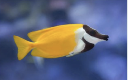 <p>What type of fish is shown in the picture?</p>