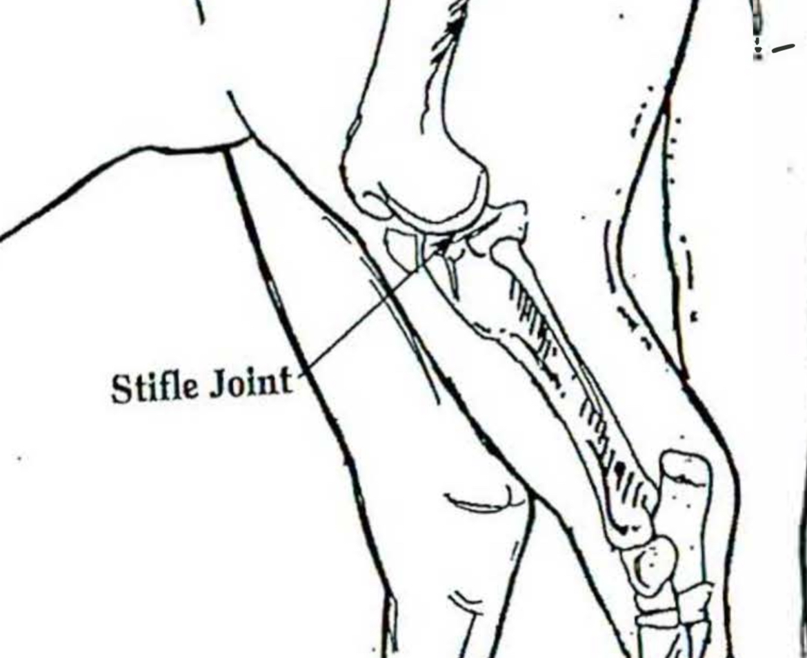 <p>Stifle joint </p>
