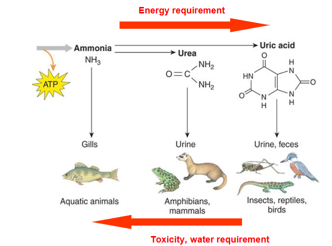 <p>→ energy requirement</p><p>← toxicity, water requirement</p><p></p><p>ammonia, gills, aquatic animals (ammonotelic animals)</p><p>urea, urine, amphibians, mammals (ureotelic animals)</p><p>uric acid, insics, reptiles, birds (Uricotelic animals)</p>