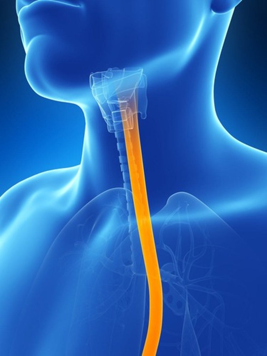 <p>It transports food from the pharynx to the stomach.</p>