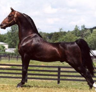 <p>Morgan</p><p></p><p>Origin: United States</p><p>Color: Bay, brown, black, or chestnut</p><p>Body: 14.1-15.3 Hands</p><p>Traits: Justin Morgan started the breed from one foundation sire in 1789 in W. Springfield, MA</p><p>Purpose: Multi-purpose: show, harness racing, pleasure/trail riding, and driving</p>