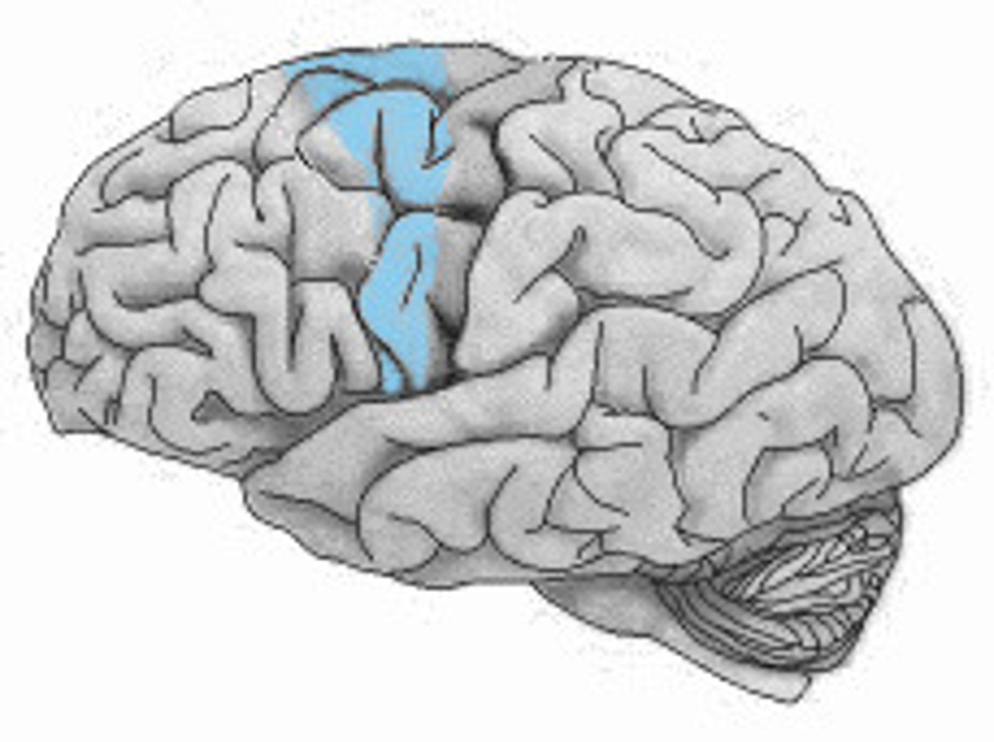<p>An area of motor cortex lying within the frontal lobe of the brain just anterior to the primary motor cortex.</p>