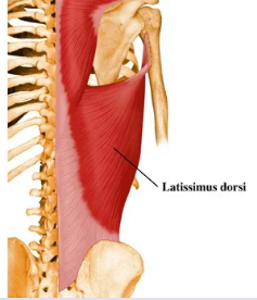 <p><strong>Origin</strong>: T6-T12, last 3-4 ribs, posterior iliac crest, &amp; thorocolumnar aponeurosis</p><p><strong>Insertion</strong>: intertubercle groove &amp; crest of lesser tubercle of humerus</p><p><strong>Action</strong>: extension, adduction, internal rotation</p>