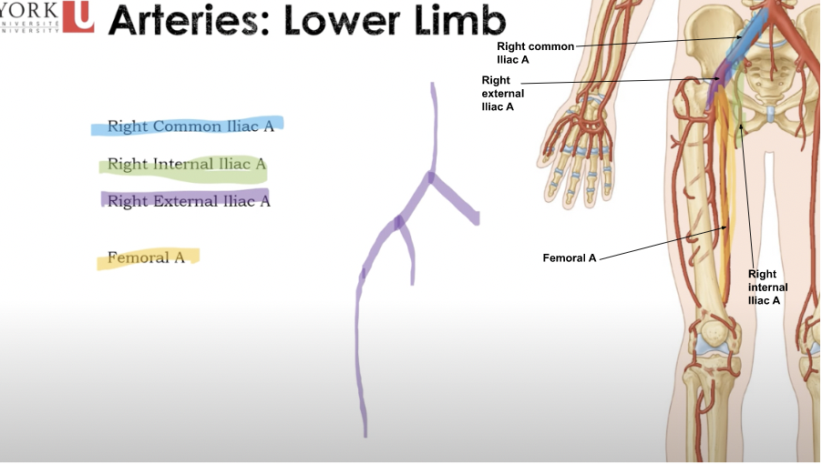 <p>Arteries: Lower Limb</p>