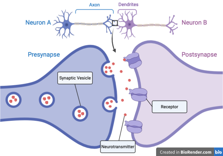 <p>Synapse</p>