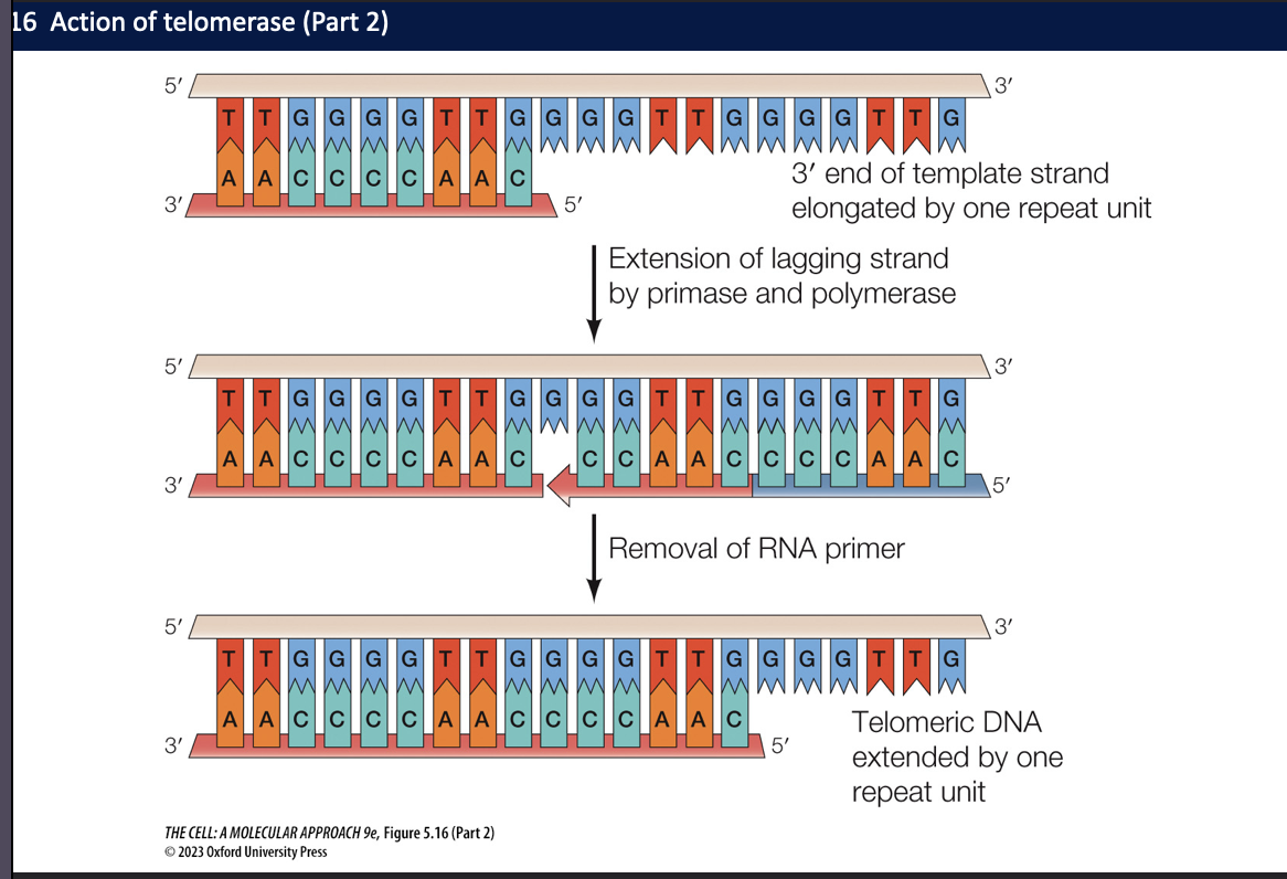 Cell Bio Midterm 2 Flashcards Knowt