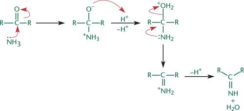 <p>i.e. Imine formation; When a small molecule is lost during the formation of a bond between two molecules</p>