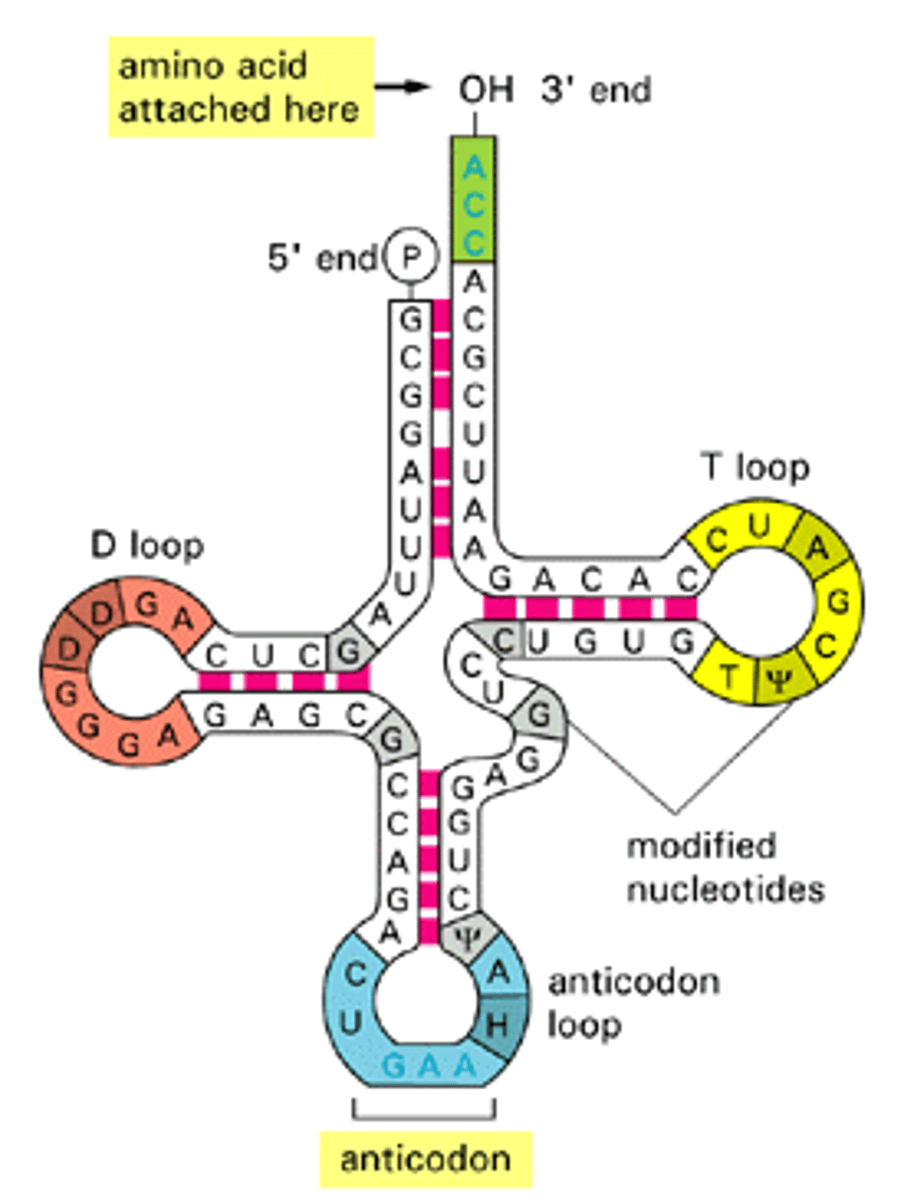 <p>There are multiple Hairpin Loops typically seen in tRNA.</p>