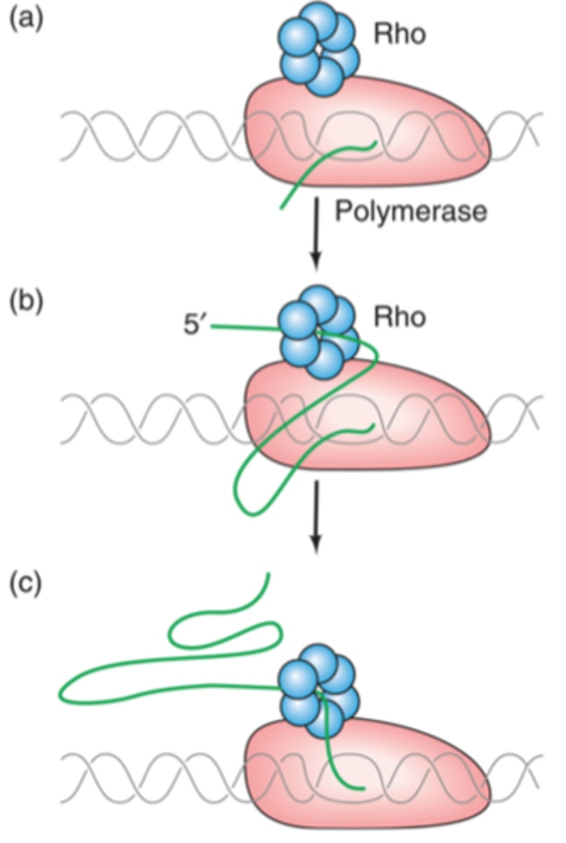 <p>helicase protein AKA rho-protein terminates transcription </p><p>----------------------</p><p>rho-helicase binds to rut site and moves to the polymerase enzyme where it terminates the transcription </p>