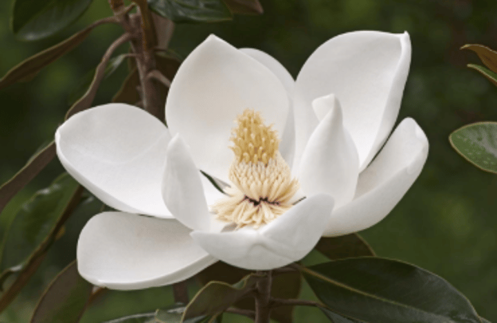 <p>Type? Phylum?</p>