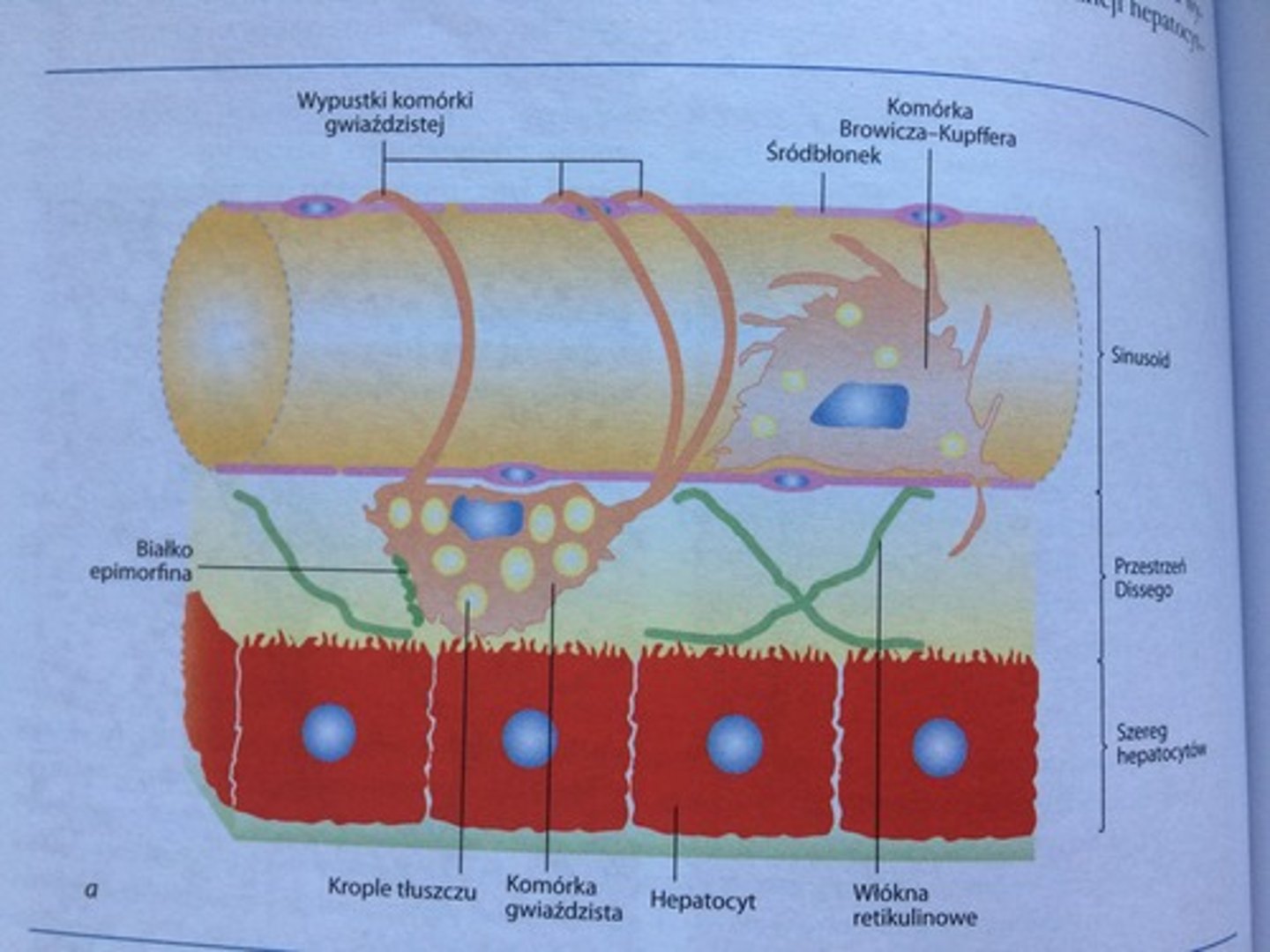 <p>znajdują się między mikrokosmkami hepatocytów, a śródbłonkiem sinusoid; są początkiem naczyń limfatycznych wątroby.</p>