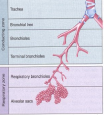 <p>Only moves air</p><p>1.) Trachea</p><p>2.)Brinchial Tree</p><p>3.)Bronchioles</p><p>4.)Terminal Bronchioles</p>