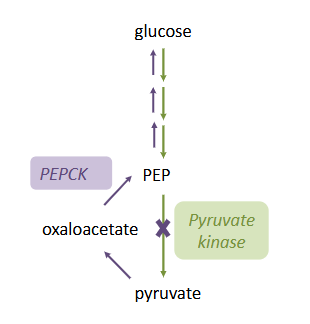 <p>Glucagon Raises Blood Glucose</p>