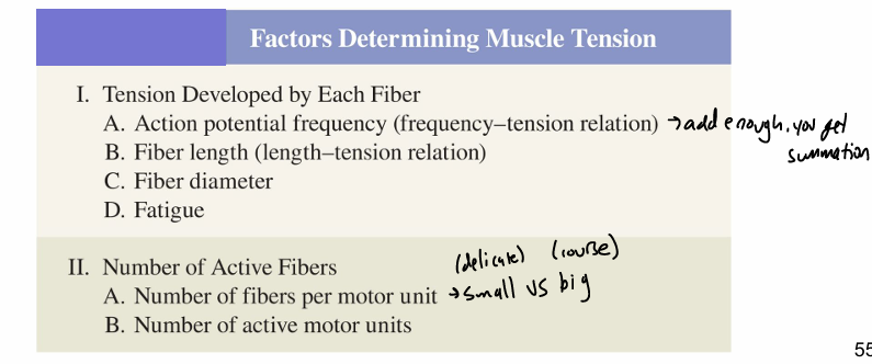 <p>depends on:</p><ul><li><p>amt of tension developed by each fiber </p></li><li><p># of fibers contracting at any time </p></li></ul><p></p>