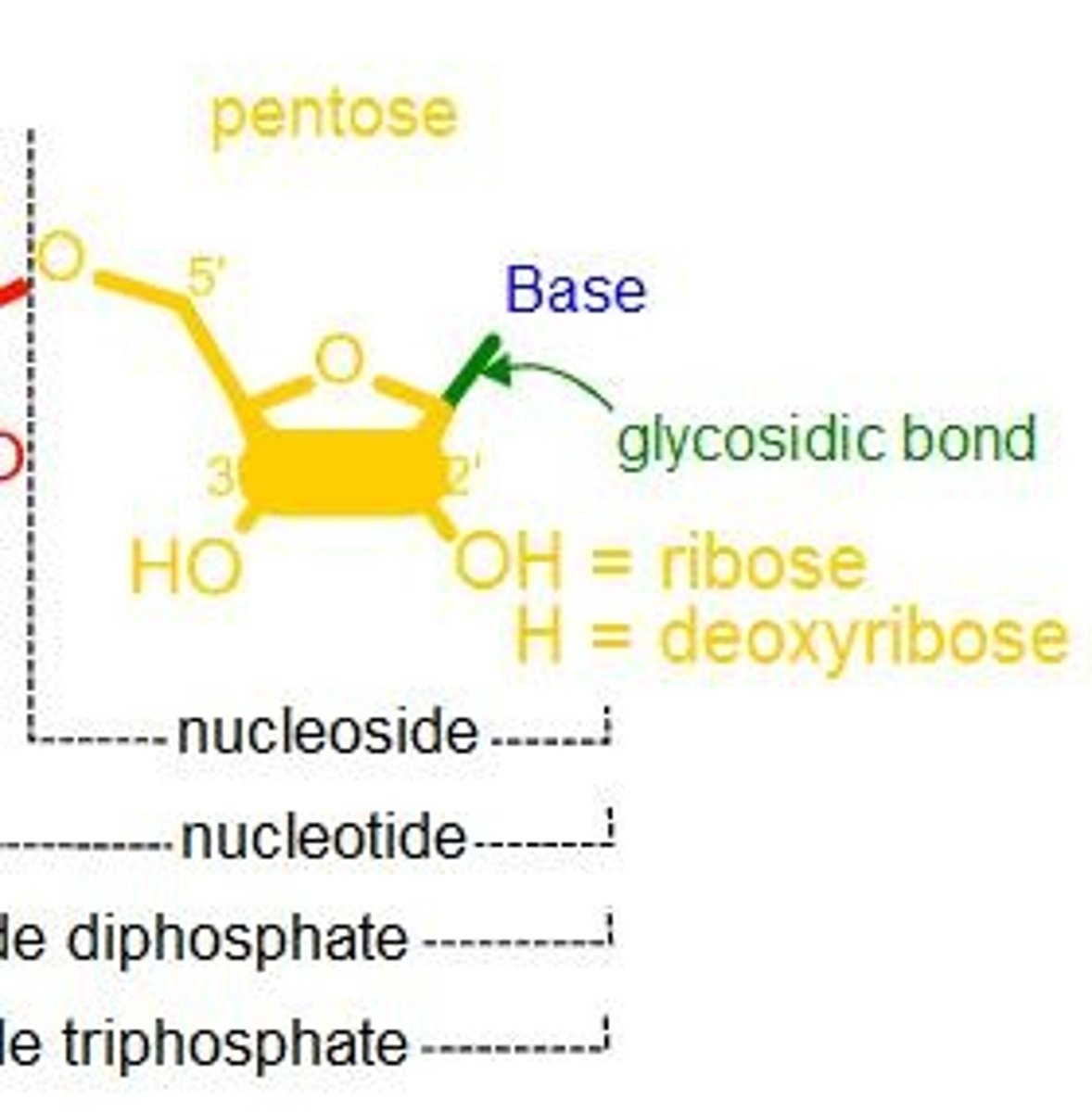 <p>Nucleotides consist of phosphate groups, a pentose sugar (C1', C2', C5'), and a nitrogenous base.</p>