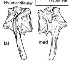<p>A bone that connects to the jaw and supports the gill arches.</p>