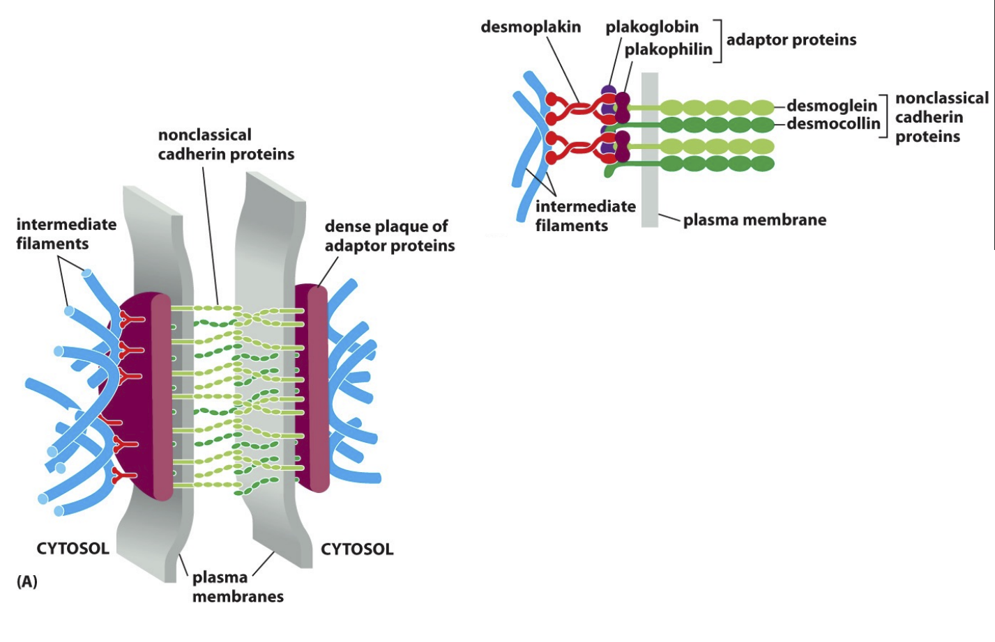 <p>connects the intermediate filaments in one cell with that in the next cell</p><ul><li><p>utilise non-classic cadherin proteins</p></li></ul><ul><li><p>Connected to hemidesmosomes via intermediate filament</p></li></ul><p></p>