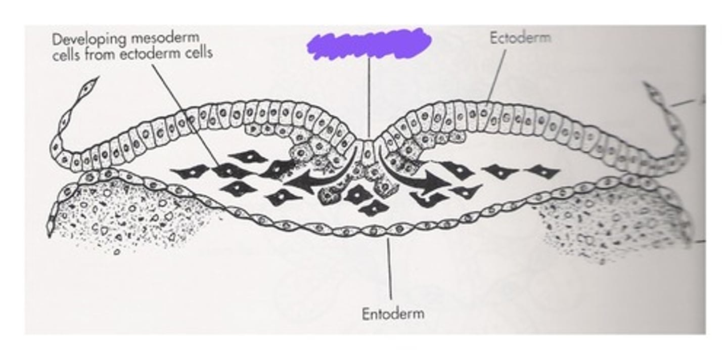 <p>What is the middle line pointing to?</p>