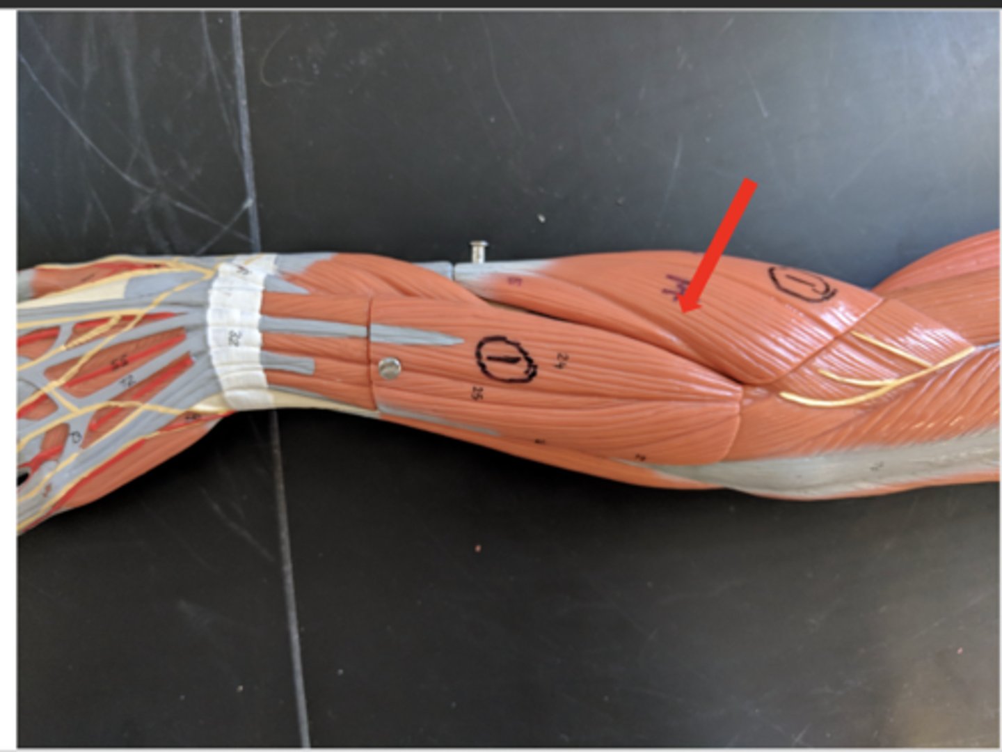 <p>what is this?</p>