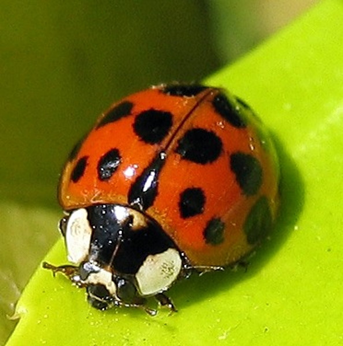 <p>Beetle Family</p>