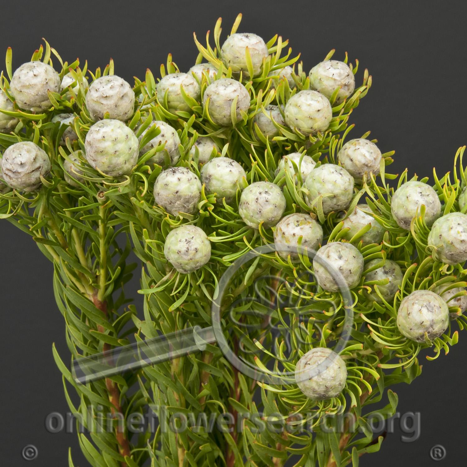 <p>leucadendron cones</p>