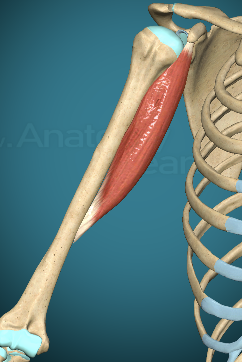 <p>Coracobrachialis Origin</p>
