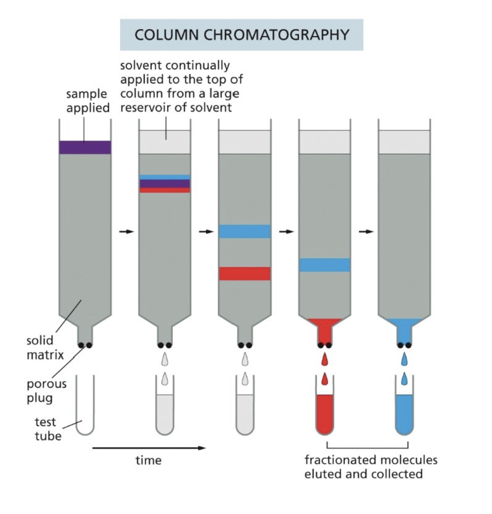 <p><span>Separates complex protein mixtures into simpler, distinct fractions based on physical and chemical properties like size, charge, solubility, and affinity</span></p><ul><li><p>Column chromatography</p><ul><li><p>Rate of passage through the column depends on interaction with the beads</p></li><li><p>The surface of the beads are designed to interact with proteins in some particular ways (such as with charges), three ways they can interact:</p><ul><li><p>Ion exchange — beads interact with the charge of a protein</p></li><li><p>Gel filtration — beads have pores of a certain size, which trap proteins of a certain size</p></li><li><p>Affinity — beads have a conjugate that binds to the protein of interest, specific affinity to a conjugate</p><ul><li><p>Such as an antibody (Ab) against the protein of interest</p></li><li><p>Antibody that binds to “affinity tag”</p></li><li><p>DNA - gene promoter sequence your protein binds to (for transcription factor)</p></li></ul></li></ul></li></ul></li></ul><p></p>