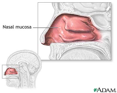 <p>The nasal cavity is filled with <mark data-color="red">Mucosa</mark>. It moistens air and traps incoming foreign particles.</p>