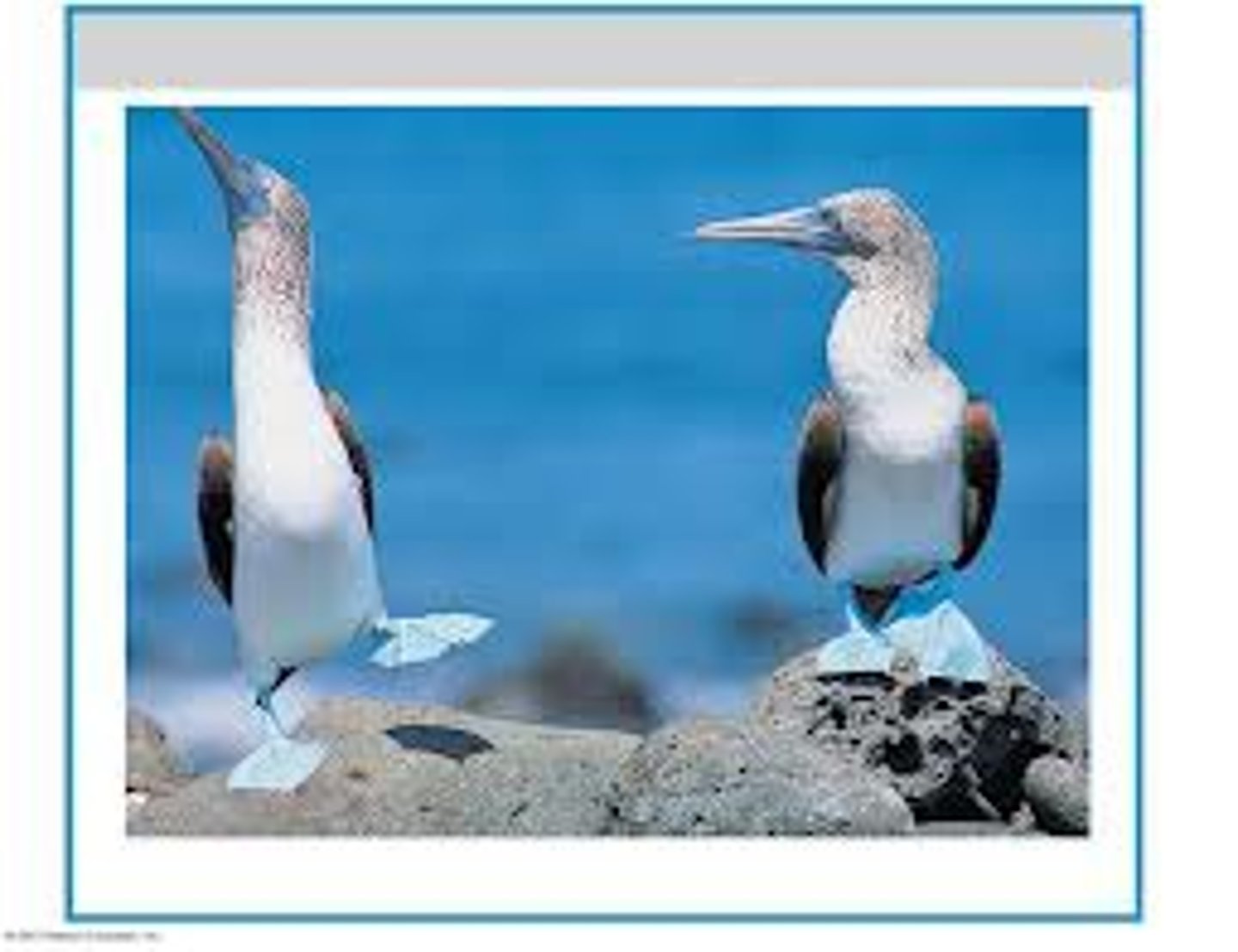 <p>isolation between populations due to differences in courtship or mating behavior</p>