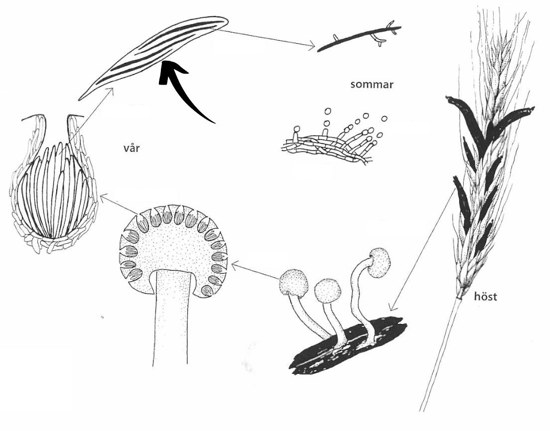 <p>Claviceps purpurea: Vad indikerar pilen på för struktur?</p>