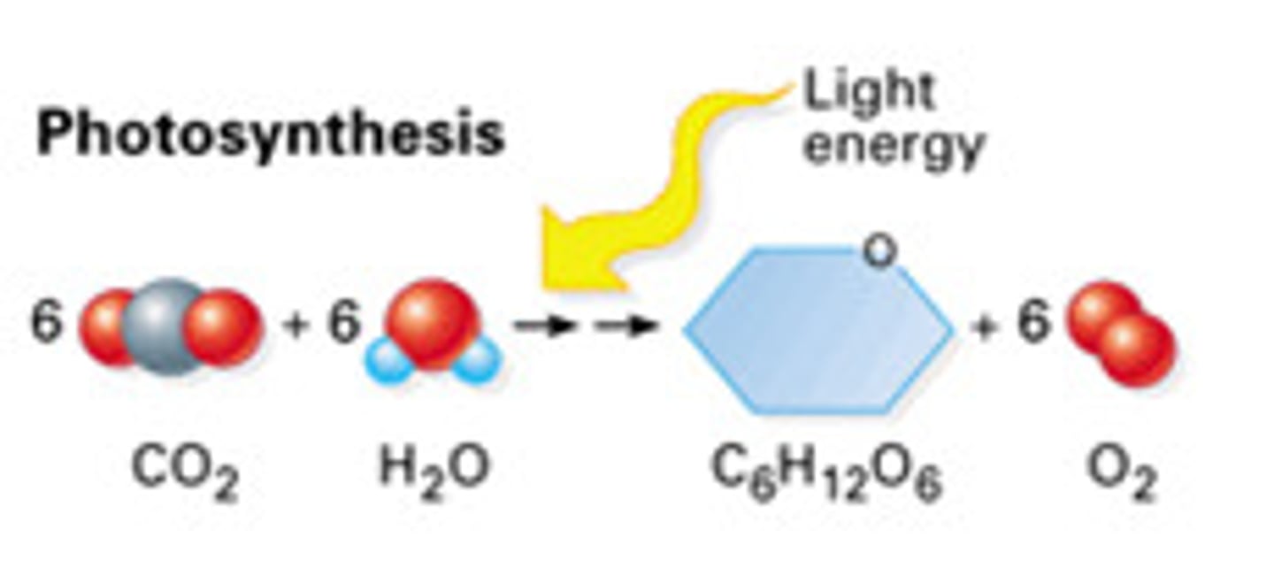 <p>The process by which plants and algae use solar energy to convert carbon dioxide (CO2) and water (H20) into glucose (C6H12O6) and Oxygen (O2)</p>