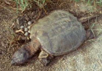 <p>Chelydra serpentina </p>