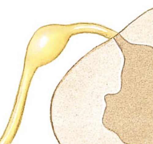 <p><span>the sensory branch of each spinal nerve</span></p>
